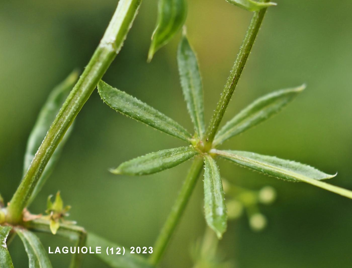 Bedstraw, Fen leaf